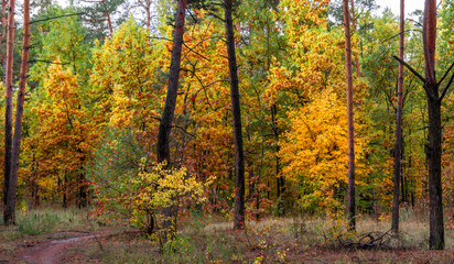 Fototapeta premium A walk in the autumn forest. Traveling along forest trails.