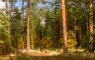 Obraz premium A walk in the autumn forest. Traveling along forest trails.