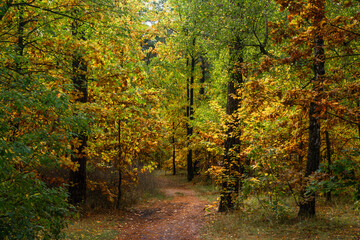 A walk in the autumn forest. Traveling along forest trails.