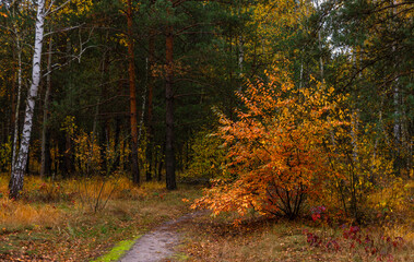 A walk in the autumn forest. Traveling along forest trails.