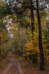 A walk in the autumn forest. Traveling along forest trails.
