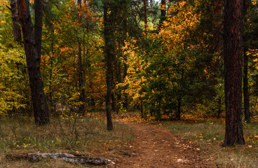 A walk in the autumn forest. Traveling along forest trails.