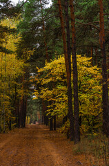 A walk in the autumn forest. Traveling along forest trails.