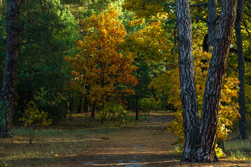 A walk in the autumn forest. Traveling along forest trails.