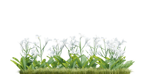 3d Delicate White Flowers Blooming in a Natural Garden Setting on a Transparent Background