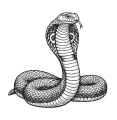 cobra vector, snake cobra,