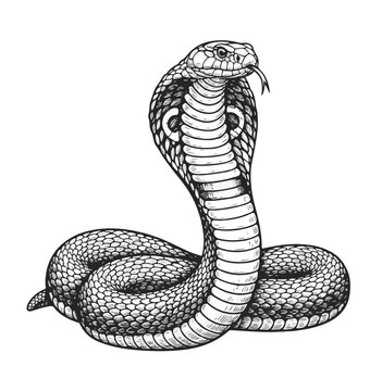 cobra vector, snake cobra,