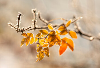 Jesienny, listopadowy poranek, zima, śnieg, przymrozek, szadź.