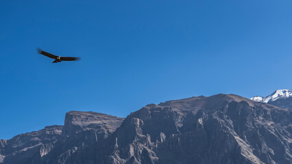 Flight of the condor. A beautiful bird of prey is flying over the mountains. Silhouette against the blue sky. The wings are spread. Peru. Colca Canyon.