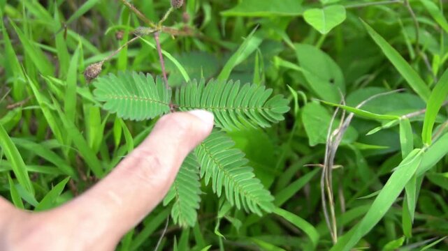 Finger Touching Mimosa Pudica Plant to Trigger Leaf Folding