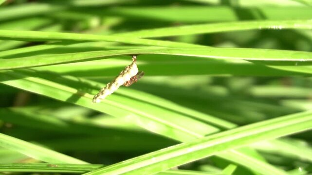 Small Bagworm Larva Hanging from Blade of Green Grass Close-Up