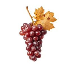 Fototapeta premium red grapes isolated on white