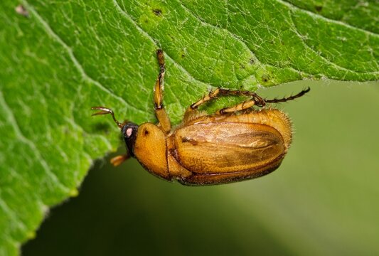 June bug Phyllophaga May beetle insect eating leaf garden nature pest control.