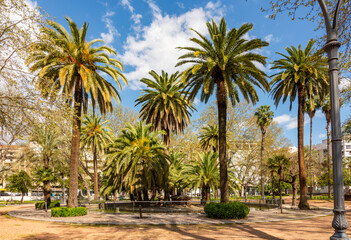 Palm trees in center of Cordoba, Andalusia, Spain