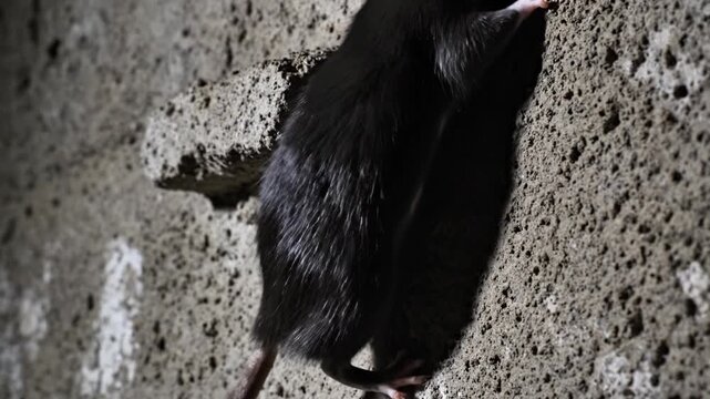 Close up of black rat climbing rough concrete wall in basement. Dark urban wildlife scene highlights rodent agility and pest issues. Ideal for extermination services or horror themes.