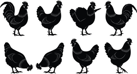 Farm Bird Silhouette Vector Collection Set Illustrating Various Poses of Chickens and Roosters, Ideal for Agriculture, Rural Life, Poultry Farming, and Food Industry Concepts