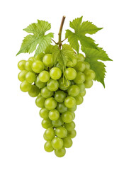 A dewy bunch of plump green grapes, vibrant lime to emerald, with crisp, veined leaves and a woody stem, against a seamless shadowless transparent background. Concept for commercial food photography