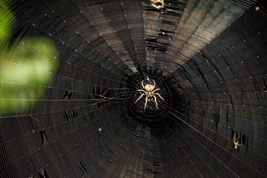 A beautiful hairy field spider (Neoscona sp.) on its web