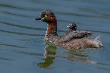Little Grebe carries its chick, while swimming
