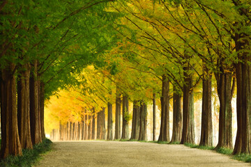 메타세콰이어 가로수