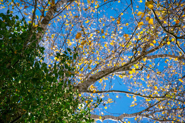 Fototapeta premium Looking up at birch trees with yellow autumn leaves against a blue sky The Colors of Fall