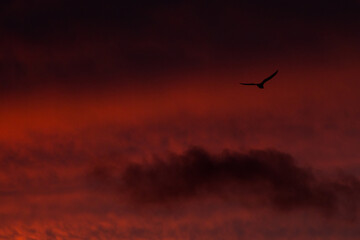 red sky and a gull 1