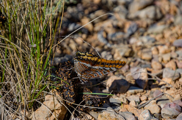 La mariposa del madroño, bajá​ o cuatro colas​ (Charaxes jasius) es una especie de lepidóptero ditrisio de la familia Nymphalidae