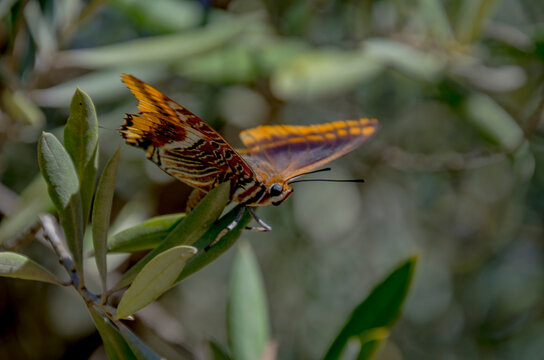 La mariposa del madro&ntilde;o, baj&aacute;​ o cuatro colas​ (Charaxes jasius) es una especie de lepid&oacute;ptero ditrisio de la familia Nymphalidae