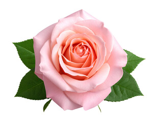 pink rose on white background