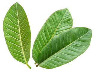 Obraz premium Three green guava leaves on white background. File contains clipping paths.