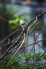 Chameleone on the branch 