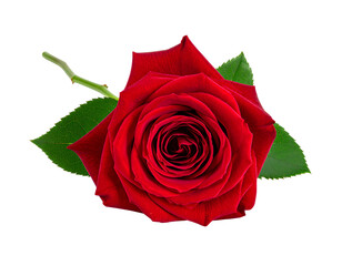 red rose isolated on white