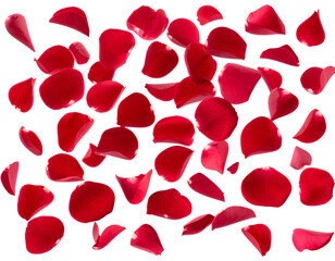rose petals background