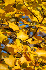 色づくユリノキの葉