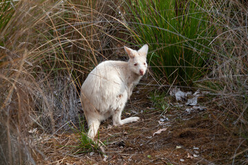 Seltenes Wei Wallaby Der Wildnis