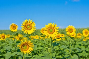 Vibrant Sunflower Field Under a Brilliant Blue Sky