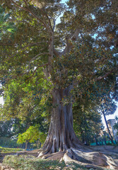 Huge old monumental tree growing at Murillo Gardens, Seville. Moreton Bay Fig or Ficus macrophylla