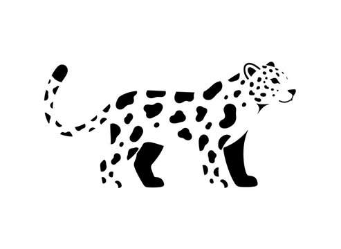 A snow leopard, depicted as a solitary figure on a white backdrop, is a stunning Asian exotic carnivore with a spotted coat, a graceful large wild cat, rendered as a colored vector illustration in a