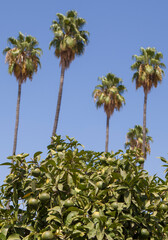 Palms and orange trees, Seville, Spain