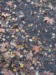 Autumn wet soil covered with yellow leaves
