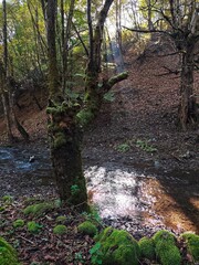 Moss in the autumn forest