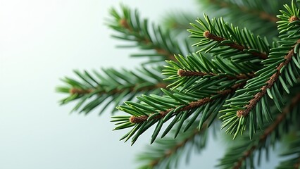 Closeup of lush green pine tree branches on light background with copy space for eco friendly marketing campaign or corporate presentation backdrop with natural textures