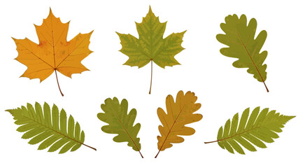 A collection of colorful autumn tree leaves, including maple and oak, isolated on a white background.