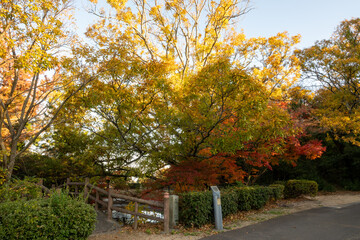 日本の香川県高松市屋島のとても美しい秋の風景
