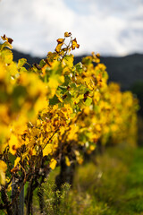 Vineyards tinted with autumn colors near the village of Saint-Alexandre