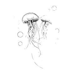 Fototapeta premium Jellyfish ocean sea life marine biology underwater aquatic animal wildlife nature drawing illustration art