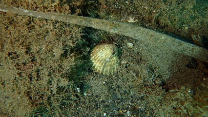 Rough cockle or tuberculate cockle, Moroccan cockle (Acanthocardia tuberculata) shell undersea, Ligurian Sea, Italy, Imperia © Alexey