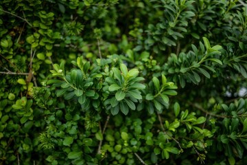 Obraz premium Lush green leaves on a dense shrubbery detail shot