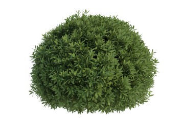 Topiary bush, spherical shape, isolated on white background, green foliage