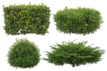 Fototapeta premium Four diverse green bushes and hedges, isolated on white background